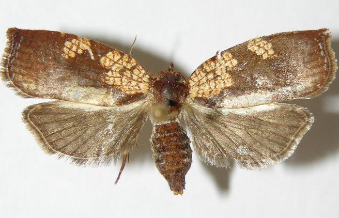 Figura 3. Adulto de <i>Aesiocopa necrofolia</i> (hembra), vista
dorsal. (00-SRNP-14022-DHJ339174).