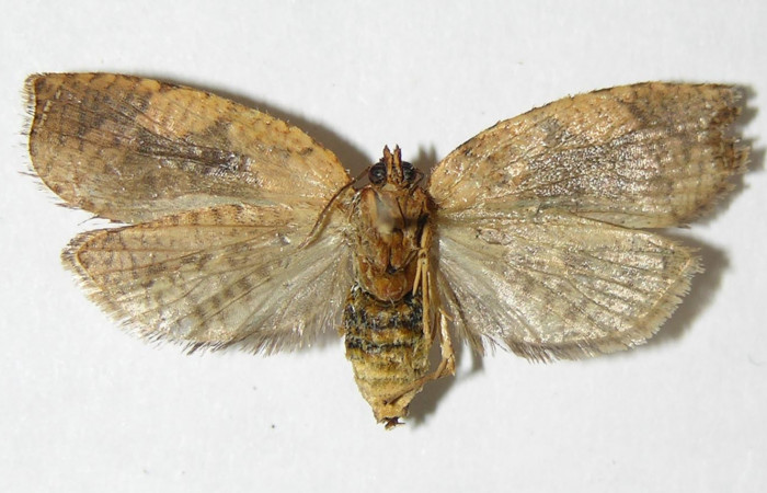 Figura 4. Adulto de <i>Aesiocopa</i> necrofoliaDHJ02 (hembra), vista ventral. (05-SRNP-1835-DHJ339173).