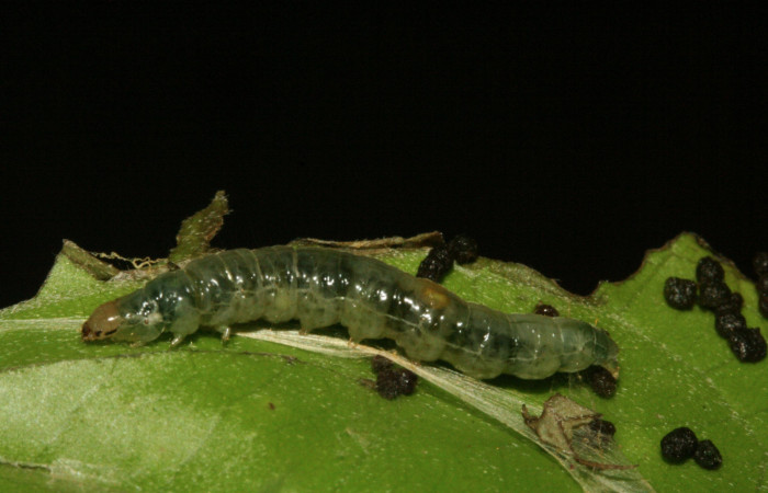 Figura 10. Larva <i>Aesiocopa</i> necrofoliaDHJ01,
Tortricidae, vista lateral. (12-SRNP-325-
DHJ487063).