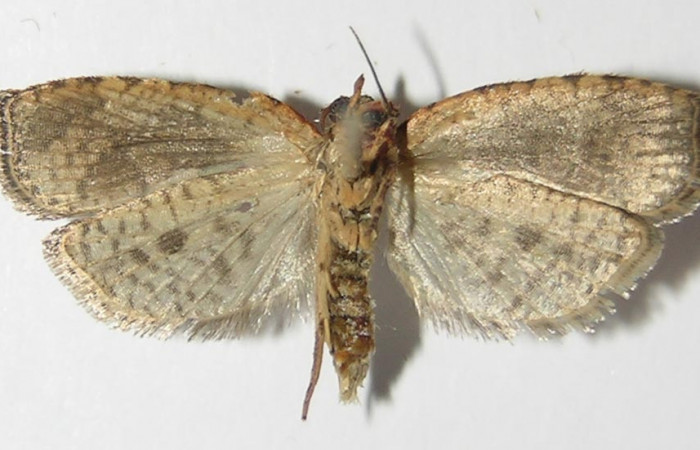Figura 2. Adulto de <i>Aesiocopa</i>
necrofoliaDHJ02 (macho), vista ventral. (13-
SRNP-3682-DHJ573327).