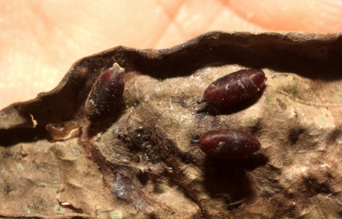 Figura 16. Exuvia de parásito de la familia
Tachinidae, [I]Xanthophyto[/I] Janzen57, que atacan
larva de [I]Aesiocopa necrofolia[/I]. (13-SRNP-40757-
DHJ804684).