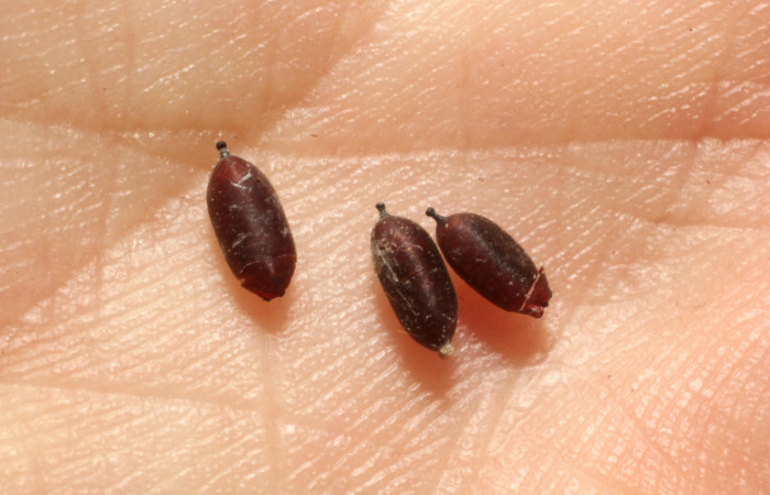 Figura 15. Exuvia de parásito de la familia Tachinidae, [I]Xanthophyto[/I] Janzen57 que atacan
larva de [I]Aesiocopa necrofolia[/I]. (13-SRNP-40757-
DHJ804685).