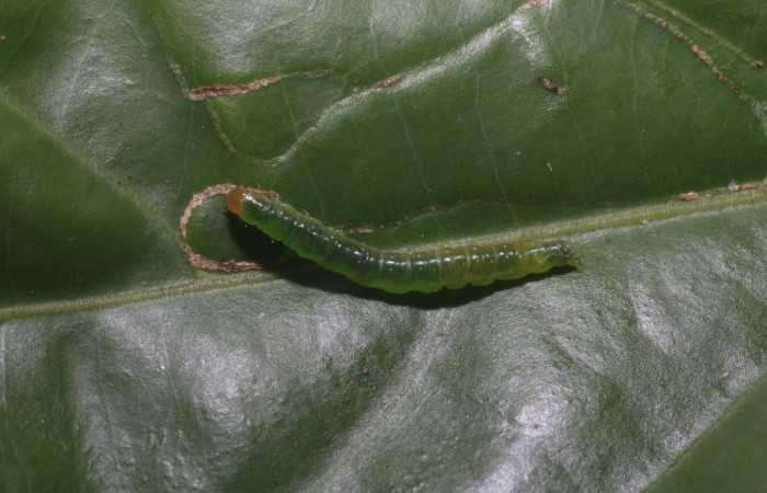 Figura 5. Larva <i>Aesiocopa necrofolia</i>,
Tortricidae, vista dorsal. (18-SRNP-80368-
DHJ714828).