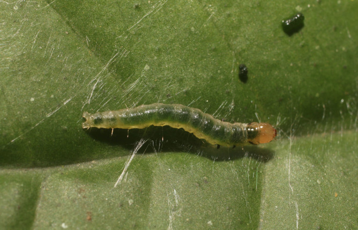 Figura 7. Larva <i>Aesiocopa necrofolia</i>, Tortricidae, vista dorsal. (18-SRNP-80776-DHJ715550).