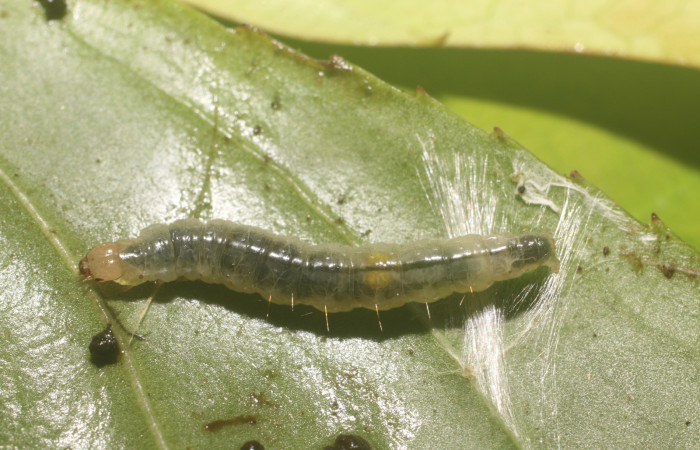 Figura 8. Larva <i>Aesiocopa necrofolia</i>, Tortricidae, detalle de la casita. (18-SRNP-80812-
DHJ715617).