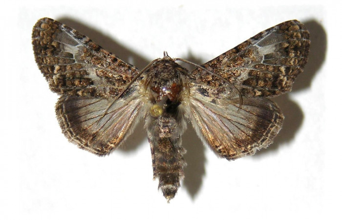 Fig. 27. Vista dorsal de <i>Concana lepida</i>, (Noctuidae). Voucher: 01-SRNP-10446-DHJ315086.jpg     