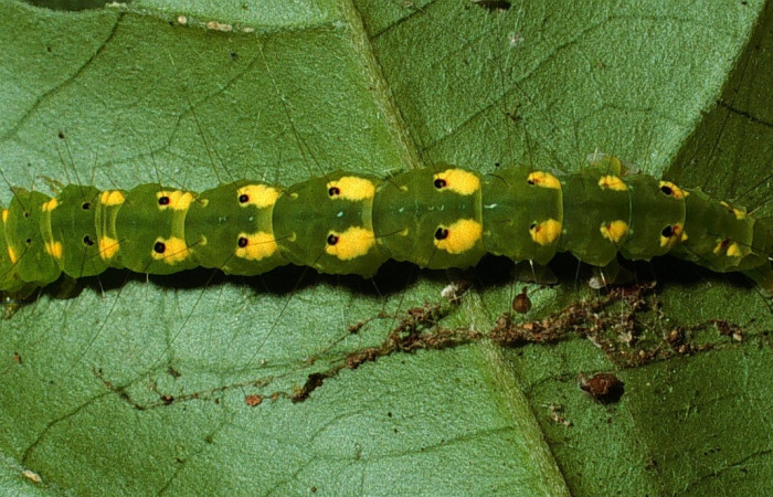 Fig. 9. Vista dorsal de <i>Concana permixta</i>, (Noctuidae). Voucher: 03-SRNP-6304- DHJ74598.jpg