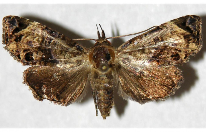 Fig. 28. Vista dorsal de <i>Concana permixta</i>, (Noctuidae). Voucher: 03-SRNP-6789- DHJ320794.jpg.     