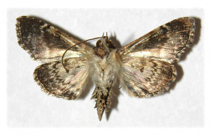 Fig. 24. Vista ventral de macho de <i>Concana intricata</i>, (Noctuidae). Voucher: 04-SRNP-4652-DHJ314231.jpg.     