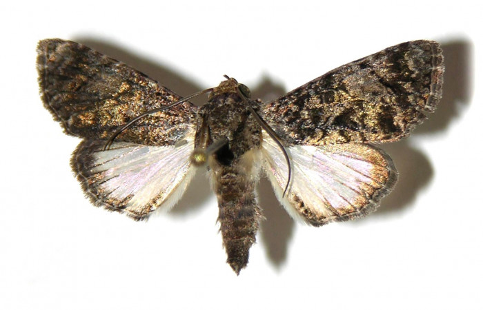 Fig. 29. Vista dorsal de <i>Concana hoshea</i>, (Noctuidae). Voucher: 05-SRNP-55652- DHJ314998.jpg.     