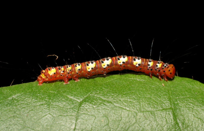 Fig. 4. Vista lateral de <i>Concana intricata</i>, (Noctuidae). Último estadio.Voucher: 06-SRNP-43270-DHJ417236.jpg.     