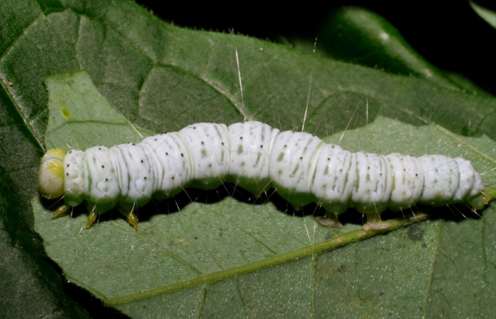 Fig. 10. Vista dorsal y lateral de <i>Concana lepida</i>, (Noctuidae). Voucher: 07-SRNP-22323- DHJ426503.jpg