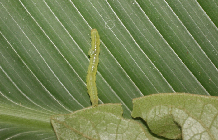 Fig. 21. Vista de (Braconidae), saliendo de la larva de <i>Concana mundissima</i>, (Noctuidae). Voucher: 14-SRNP-56691- DHJ492268.jpg