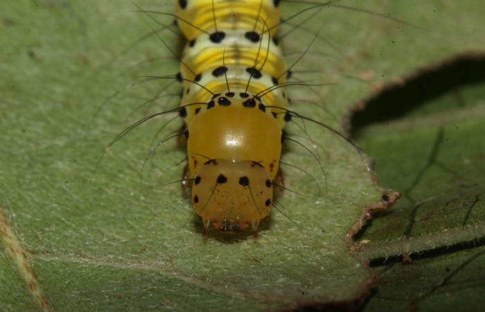Fig. 8. Vista de la cabeza de <i>Concana intricata</i>, (Noctuidae). PU estadio. Realizando la muda de su cabeza para hacer cambio de estadio. Voucher: 17-SRNP-31720-DHJ739450.jpg.     