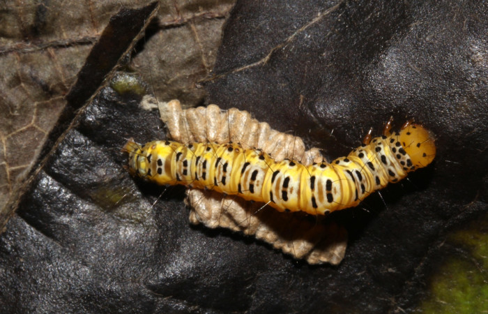 Fig. 19. Vista de capullos de parásitos de la familia (Braconidae), junto a larva  <i>Concana intricata</i>, (Noctuidae). Voucher: 17- SRNP-31720-DHJ739698.jpg