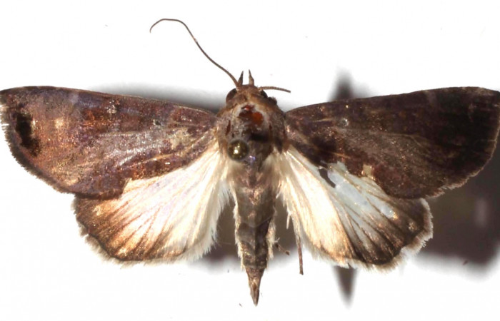 Fig. 30. Vista dorsal de <i>Concana</i> Janzen7967, (Noctuidae). Voucher: 17-SRNP-70953-DHJ928400.jpg.     