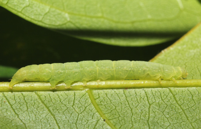 Fig. 12. Vista lateral de <i>Concana</i> Janzen7967, (Noctuidae). Voucher: 17-SRNP-70976- DHJ737510.jpg.