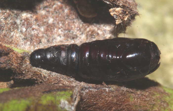 Fig. 17. Vista lateral de pupa de <i>Concana hoshea</i>, Noctuidae. Voucher: 17- SRNP-72559-DHJ740282.jpg.