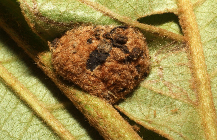 Fig. 15. Vista prepupa de <i>Concana hoshea</i>, (Noctuidae). Voucher: 18-SRNP-65253-DHJ488425.JPG
