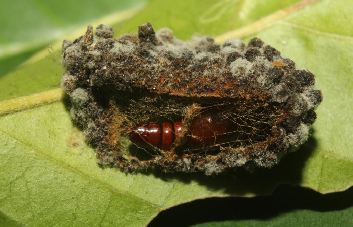 Fig. 16. Vista de la prepupa de <i>Concana hoshea</i>, (Noctuidae). Voucher: 19-SRNP-71504-DHJ752265.JPG