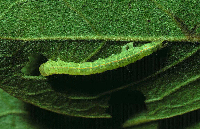 Fig. 14. Vista lateral de <i>Concana hoshea</i>, (Noctuidae). Voucher: 81-SRNP-676- DHJ2872.jpg.     
