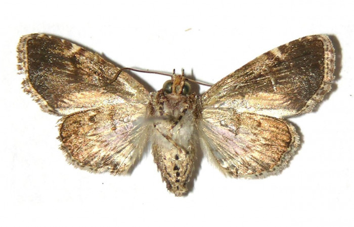 Fig. 26. Vista ventral de hembra de <i>Concana intricata</i>, (Noctuidae). Voucher: 89-SRNP-366- DHJ315089.jpg.