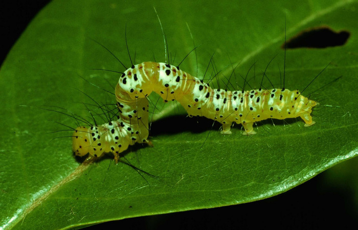 Fig. 1. Vista completa de <i>Concana intricata</i>, (Noctuidae). En estadio PU. Voucher: 92-SRNP-3030-DHJ15769.jpg.     