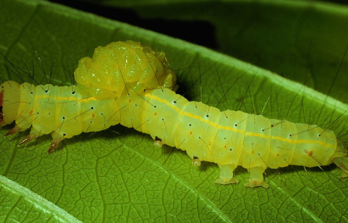 Fig. 22. Vista de parásitos de la familia (Eulophidae), saliendo de la larva de <i>Concana</i> Poole01, (Noctuidae). Voucher: 92-SRNP-3032-DHJ15783.jpg.     