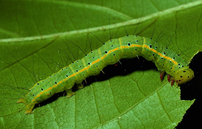 Fig. 13. Vista lateral de <i>Concana</i> Poole01, (Noctuidae), alimentándose. Voucher: 92- SRNP-3287-DHJ15952.jpg.