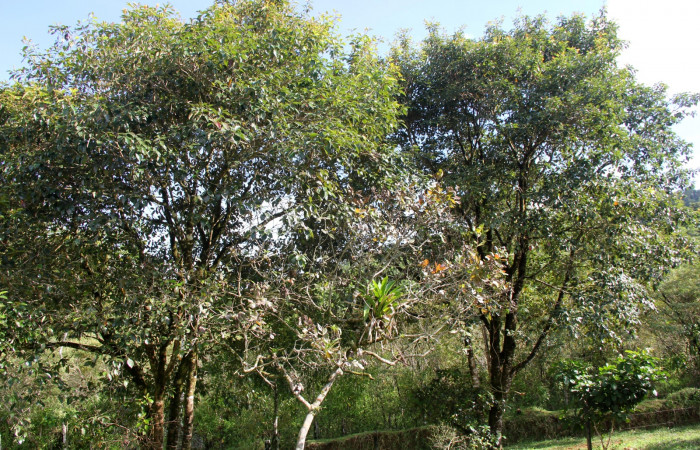 Fig. 32. Planta hospedera <i>Byrsonima crassifolia</i> (Malpighiaceae) de la larva <i>Concana intricata</i>, (Noctuidae). Foto, Minor Carmona, Octubre 2020. Estación Biológica Wege.     