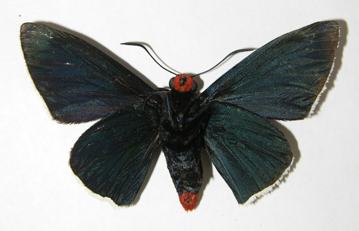 Figura 10. Adulto de <i>Pyrrhopyge zenodorus</i> (Hesperiidae), hembra vista ventral, localidad Vado Rio Cucaracho, Sector San Cristóbal ACG (640m). Voucher: 00-SRNP-11309-DHJ340907.jpg.
