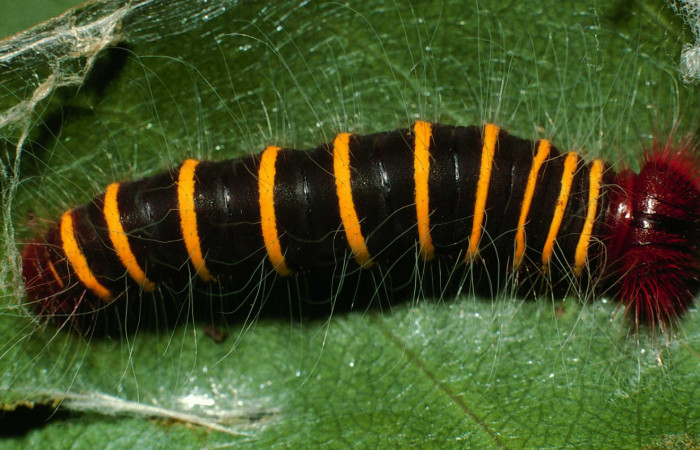 Figura 6. Larva <i>Pyrrhopyge zenodorus</i> (Hesperiidae), penúltimo estadío (PU) vista dorsal, localidad Camino Rio Francia, Sector Rincón Rain Forest ACG (410m). Voucher: 01-SRNP-5442-DHJ63384.jpg.
