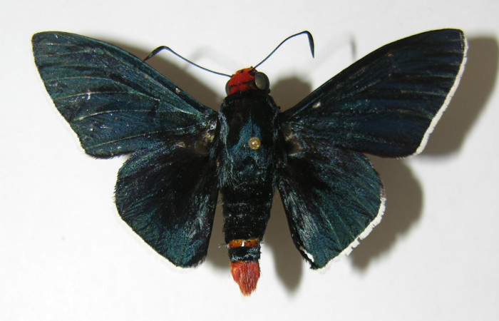 Figura 11. Adulto de <i>Pyrrhopyge zenodorus</i> (Hesperiidae), macho vista dorsal, localidad Bosque Aguirre, Sector Del Oro ACG (620m). Voucher: 02-SRNP-14950-DHJ340926.jpg.