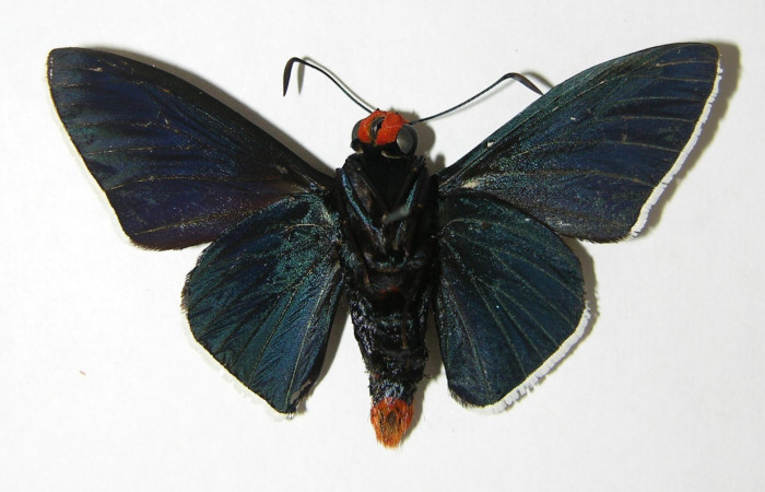 Figura 12. Adulto de <i>Pyrrhopyge zenodorus</i> (Hesperiidae), macho vista ventral, localidad Bosque Aguirre, Sector Del Oro ACG (620m). Voucher: 02-SRNP-14950-DHJ340927.jpg.