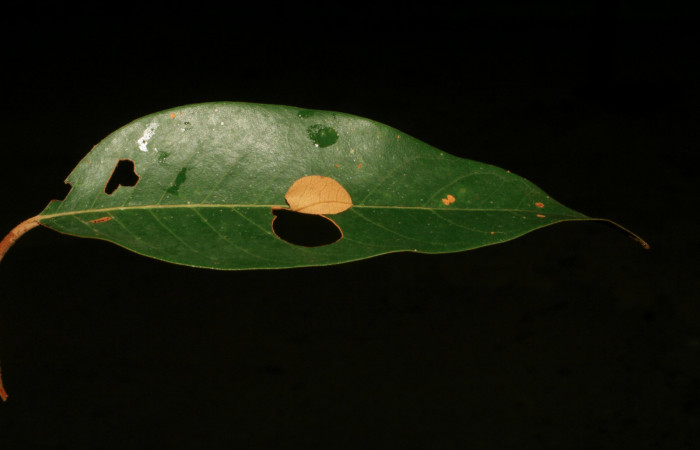 Figura 2. Casita de <i>Pyrrhopyge zenodorus</i> (Hesperiidae), vista dorsal, localidad Rio Areno, Sector San Cristóbal ACG (460m). Voucher: 06-SRNP-115-DHJ409375.jpg.