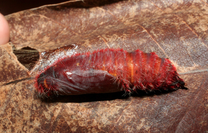 Figura 8. Pupa de <i>Pyrrhopyge zenodorus</i> (Hesperiidae), vista dorsal, localidad Cañita, Estación Biológica Quica Sector Pitilla ACG (480m). Voucher: 09-SRNP-70661-DHJ457481.jpg.