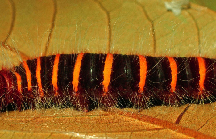 Figura 7. Larva <i>Pyrrhopyge zenodorus</i> (Hesperiidae), último estadío (U) vista lateral, localidad Finca Araya, Sector El Hacha ACG (295m). Voucher: 97-SRNP-4061-DHJ42281.jpg.