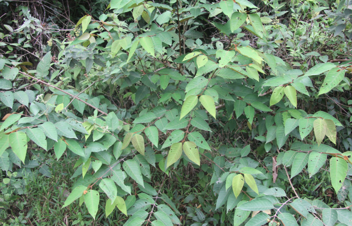 Figura 15. Planta hospedera de <i>Pyrrhopyge zenodorus</i> (Hesperiidae), esta planta se llama <i>Vismia baccifera</i> (Hypericaceae), localidad Bullas, Estación Biológica Quica Sector Pitilla ACG (440m).