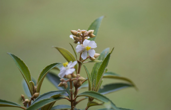 Fig.2 <i>Conostegia xalapensis</i> planta hospedera de <i>Antiblemma pira</i>. Foto : Estación Pitilla, Area de Conservación Guanacaste. Petrona Rios , Marzo 2019