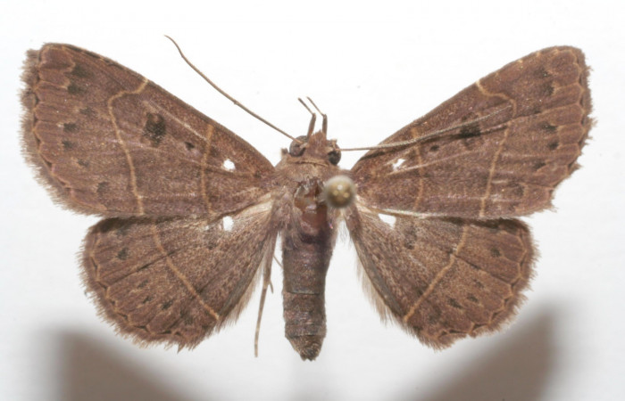 Fig.3  Adulto <i>Antiblemma pira</i> dorsal. Hembra. Voucher: 06-SRNP-102371-DHJ602371.jpg