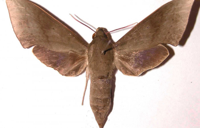 Fig. 2. Adulto Xylophanes juanita, hembra, posición dorsal, Area de Conservación Guanacaste, Sector Santa Rosa, Bosque Húmedo, elevación 290 m.s.n.m.  (01-SRNP-15357-DHJ35470.jpg).