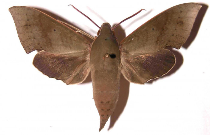 Fig. 4. Adulto Xylophanes juanita, macho, posición dorsal, Area de Conservación Guanacaste, Sector El Hacha, Finca Araya, elevación 295 m.s.n.m.  (02-SRNP-15433-DHJ35476.jpg).