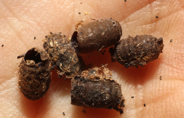 Fig. 20. Puparías de mosca Tachinidae Drino Wood06DHJ05, Xylophanes juanita, Area de Conservación Guanacaste, Sector Santa Rosa, Area Administrativa, elevación 295 m.s.n.m  (12-SRNP-12102-DHJ802318.jpg).