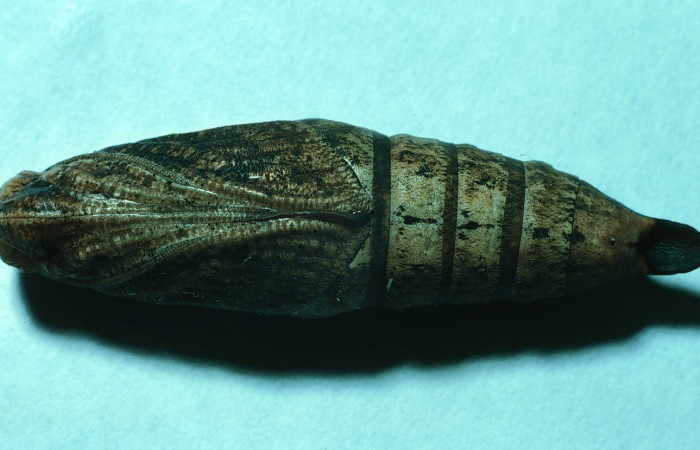 Fig. 18. Pupa Xylophanes juanita, posición ventral, Area de Conservación Guanacaste, Sector Santa Rosa, Bosque Húmedo, elevación 290 m.s.n.m.  (83-SRNP-603-DHJ5462.jpg).