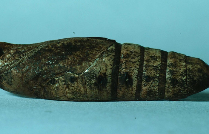 Fig. 19. Pupa Xylophanes juanita, posición lateral, Area de Conservación Guanacaste, Sector Santa Rosa, Bosque Húmedo, elevación 290 m.s.n.m.  (83-SRNP-603-DHJ5465.jpg).