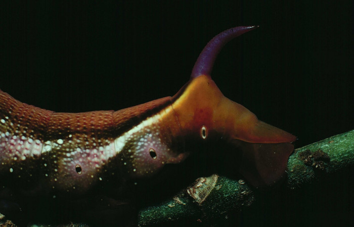 Fig. 11. Larva U estadío Xylophanes juanita, posición trasera, Area de Conservación Guanacaste, Sector Santa Rosa, Bosque Húmedo, elevación 290 m.s.n.m.  (89-SRNP-486-DHJ11373.jpg).