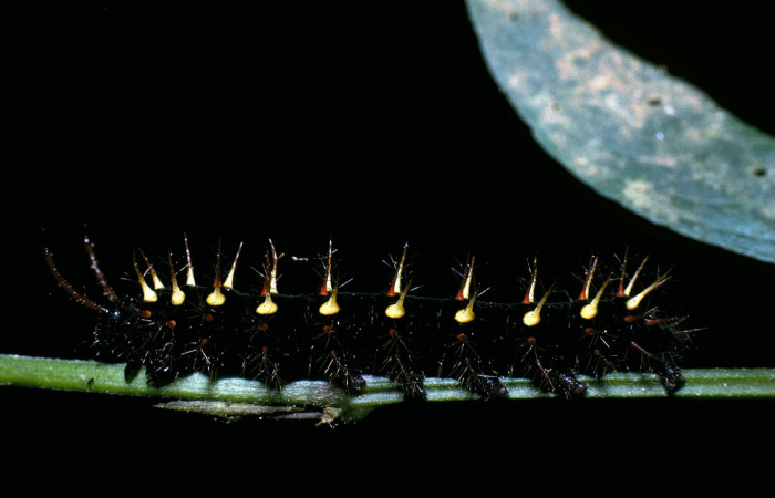 Fig. 4 Larva <i>Siproeta epaphus</i> (Nymphalidae), vista lateral. Voucher 04-SRNP-974-DHJ81639.jpg