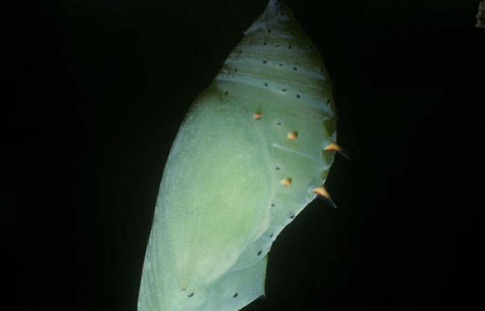Fig. 8 Pupa <i>Siproeta epaphus</i>, Nymphalidae; colgada de su planta hospedera <i>Hygrophila costata</i>, Acanthaceae.  Voucher 05-SRNP-758-DHJ88183.jpg.