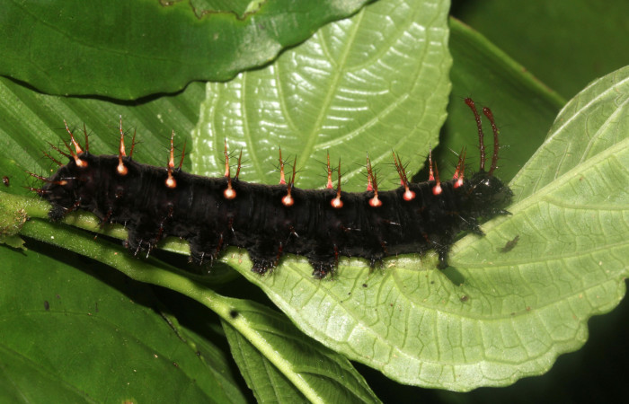 Fig. 2 Larva <i>Siproeta biplagiata</i> (Nymphalidae), vista lateral. Voucher 16-SRNP-40643-DHJ724859.JPG