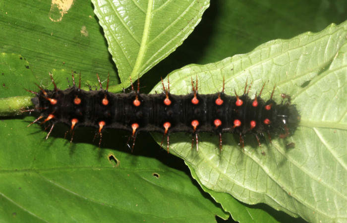 Fig. 3 Larva <i>Siproeta biplagiata</i> (Nymphalidae), vista dorsal. Voucher 16-SRNP-40643-DHJ724860.JPG